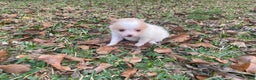 Pomeranian dogs for sale: Pomeranian Puppy 2 - Ad 12