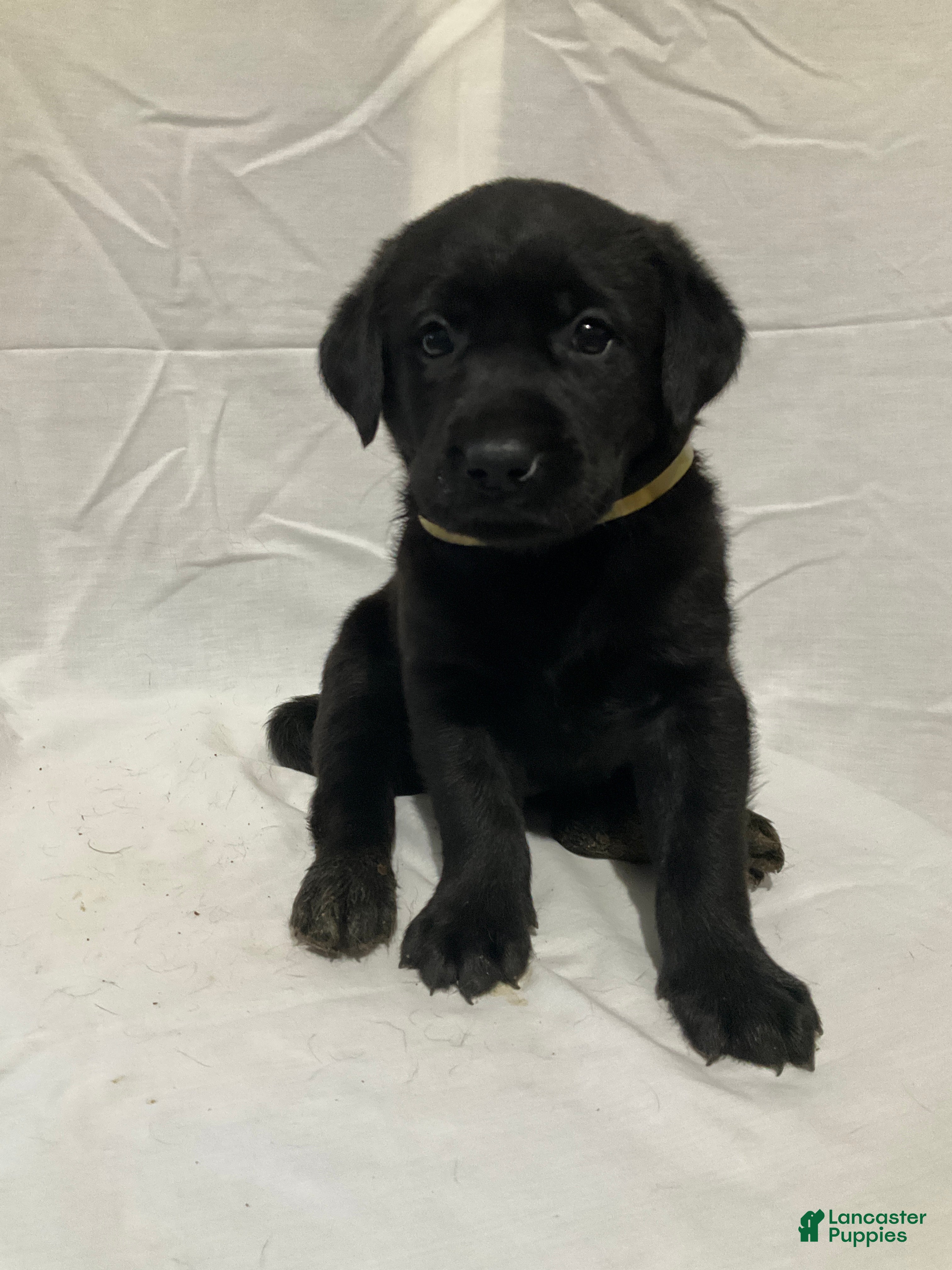 Labrador Retriever dogs Bella - Ad 25