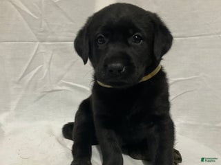 Labrador Retriever dogs Bella - Ad 33