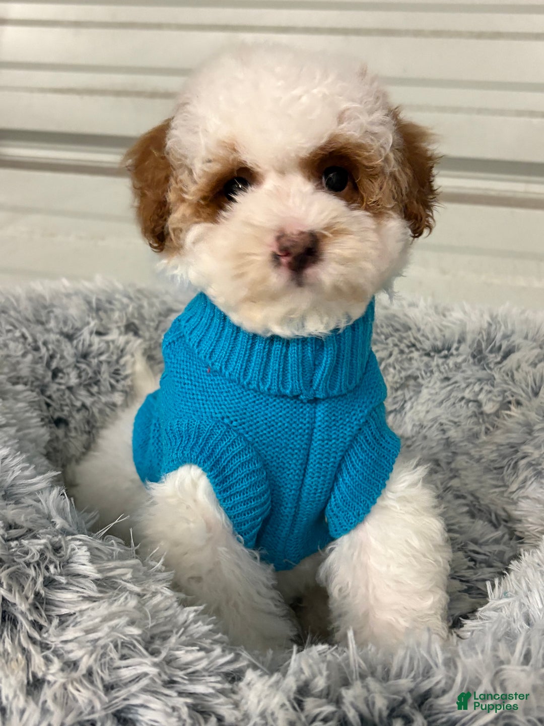 Pudelpointer dogs for sale: Alvin  - Ad 3