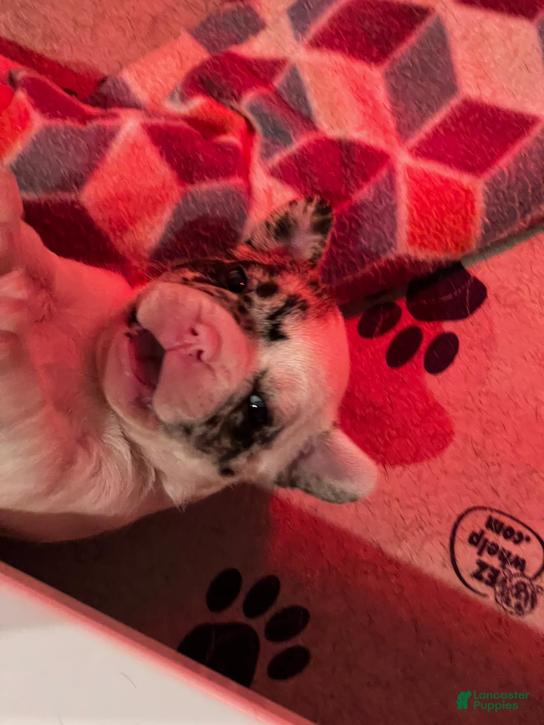 Gallery Image {{count}}