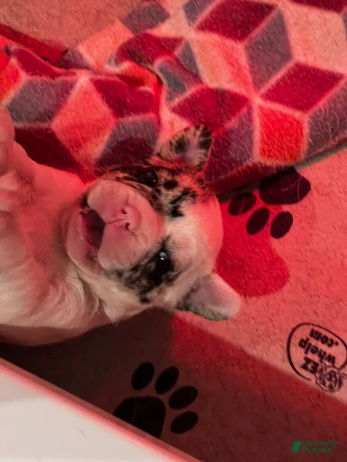 Gallery Image {{count}}