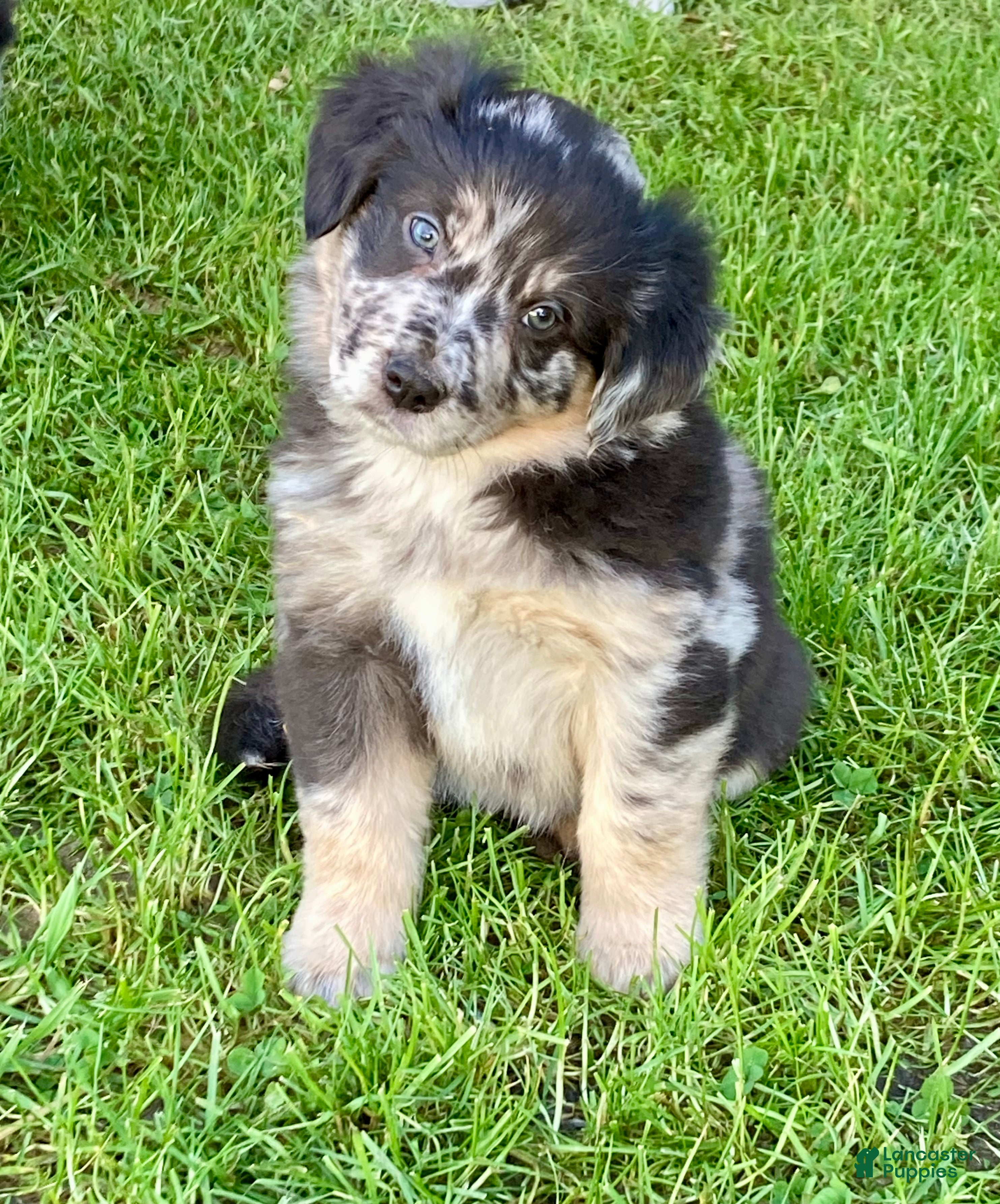 Australian Shepherd dogs Australian Shepherd Puppy 1 - Ad 27