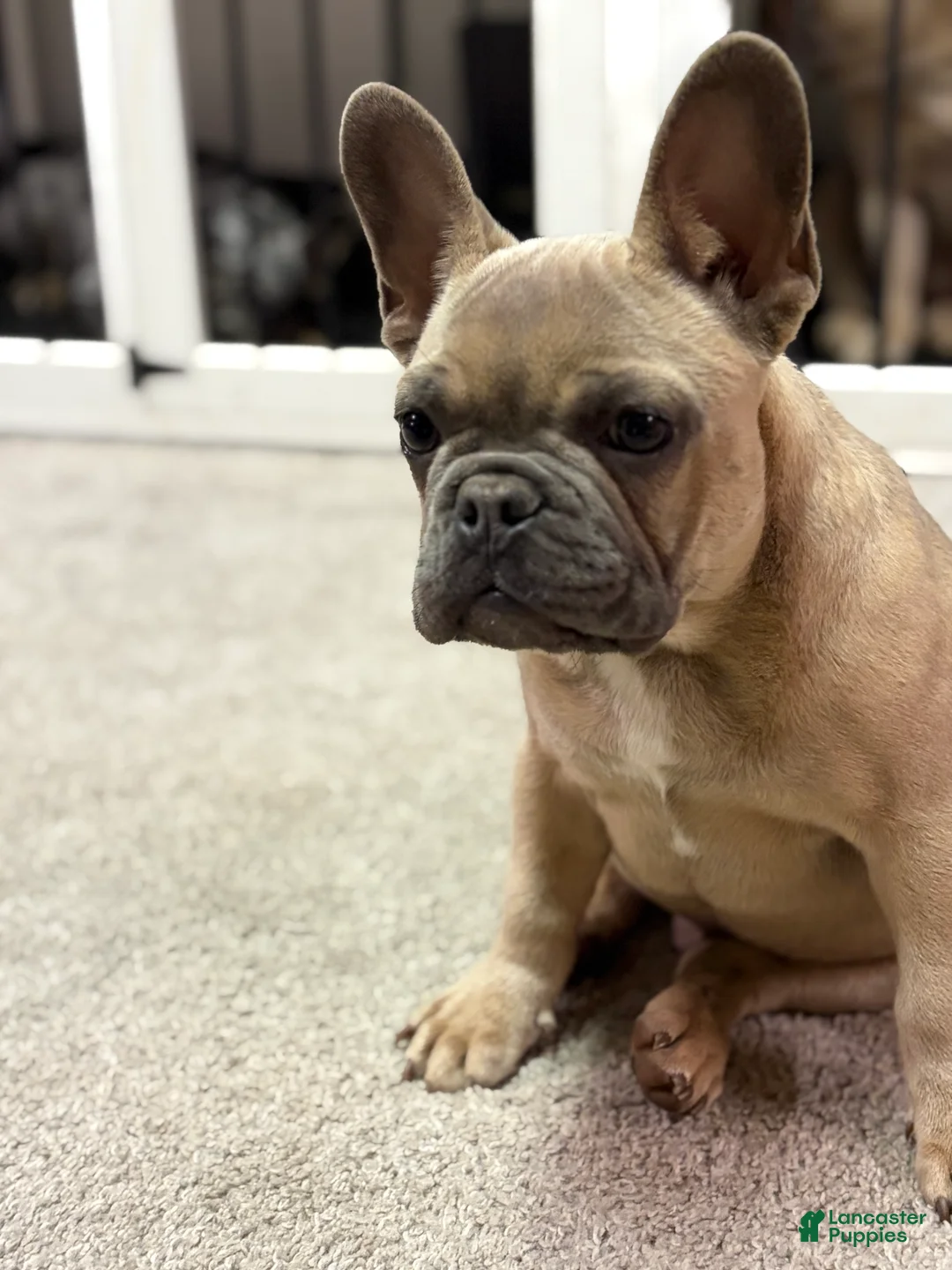 French Bulldog dogs for sale: French Bulldog Puppy 1 - Ad 7