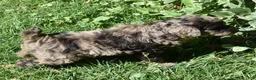 Standard Poodle dogs for sale: Standard Poodle 9 Chocolate Merle - Ad 8