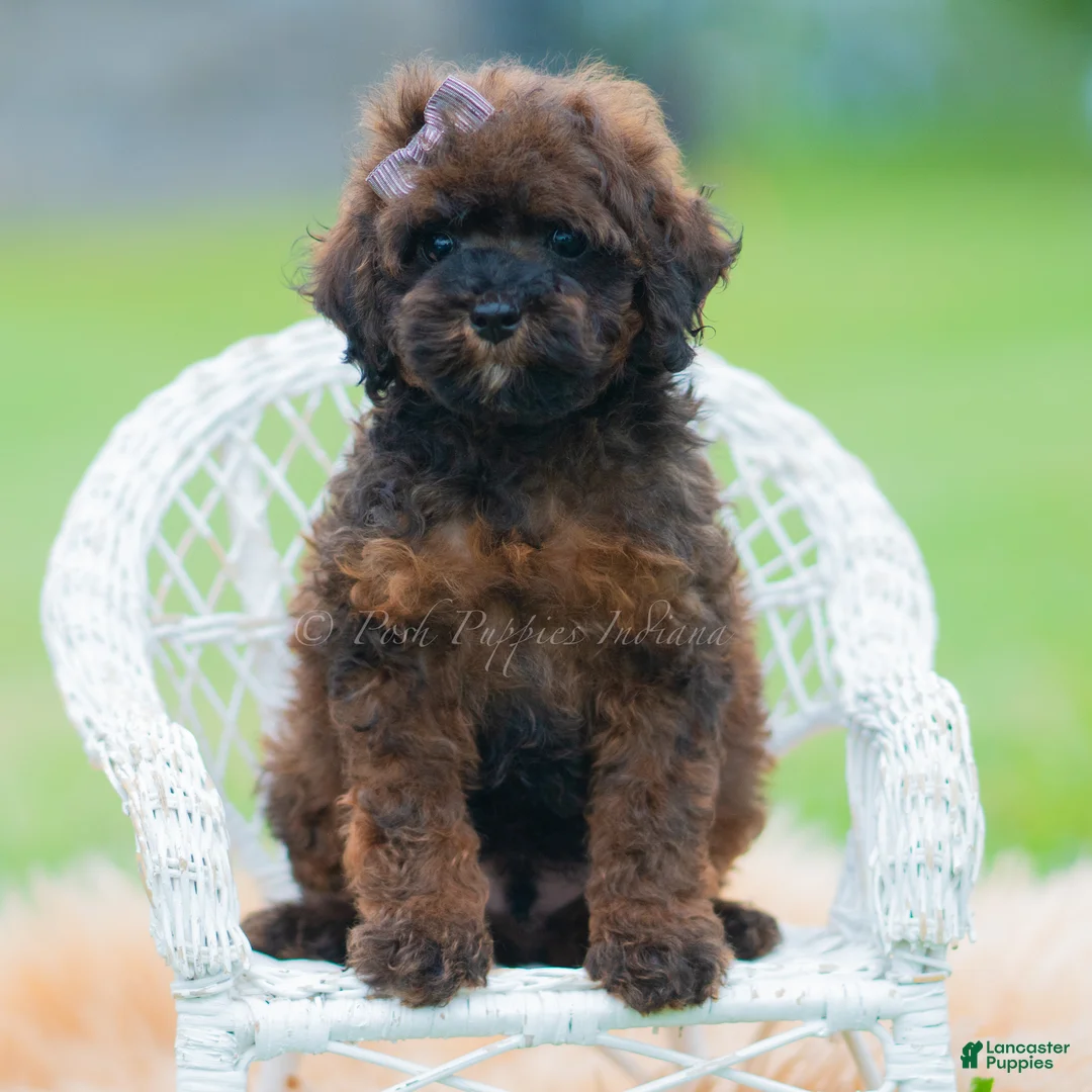 Toy Poodle dogs for sale: Pumpkin - Ad 5