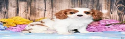 Cavalier King Charles Spaniel dogs for sale: Jupiter - Ad 3