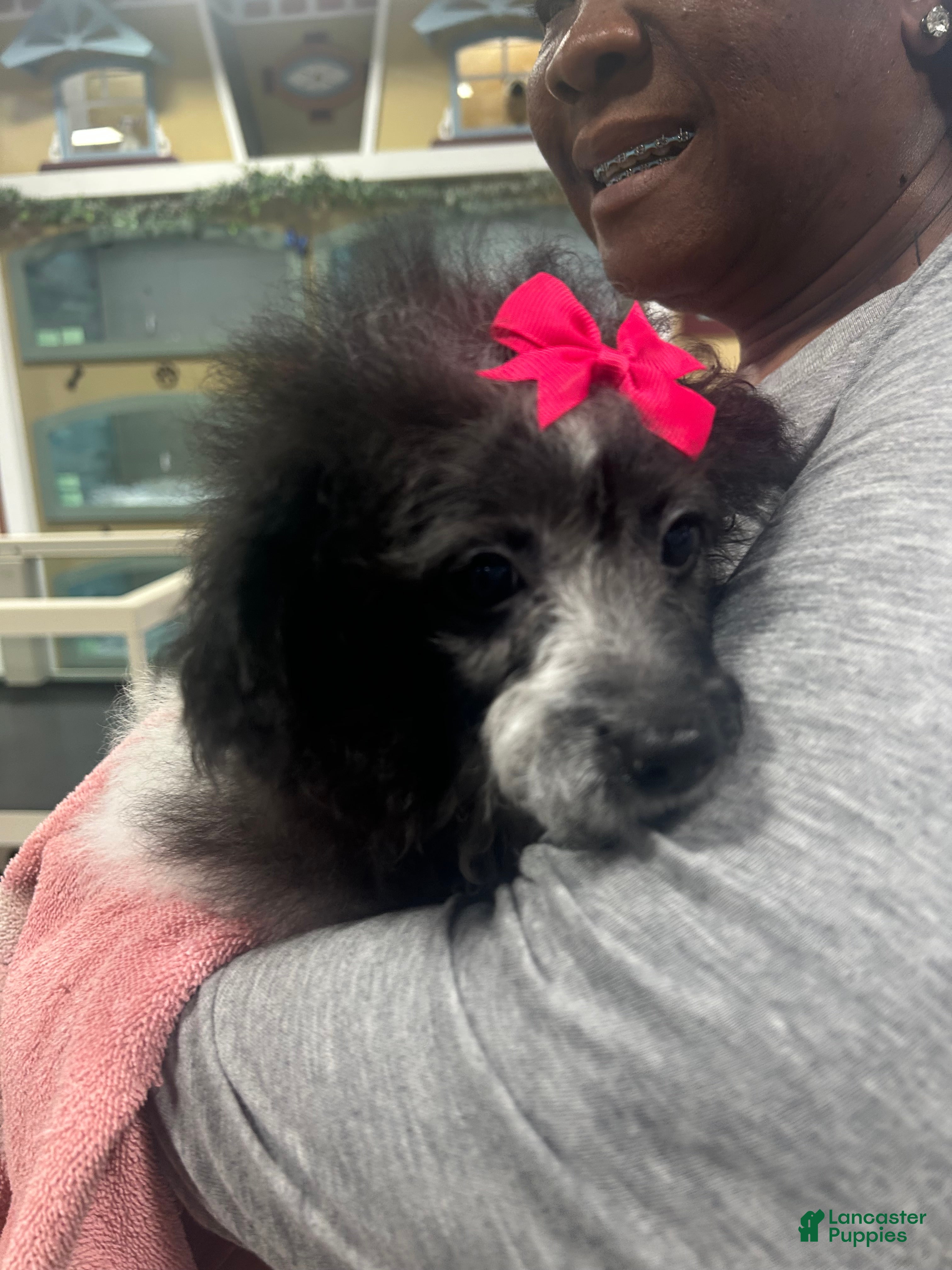 Pomapoo dogs Pomapoo Puppy 1 - Ad 16