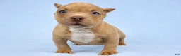 American Bully dogs for sale: Lilac Male - Ad 1