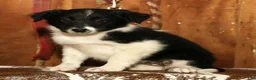 Border Collie dogs for sale: Daisy - Ad 4