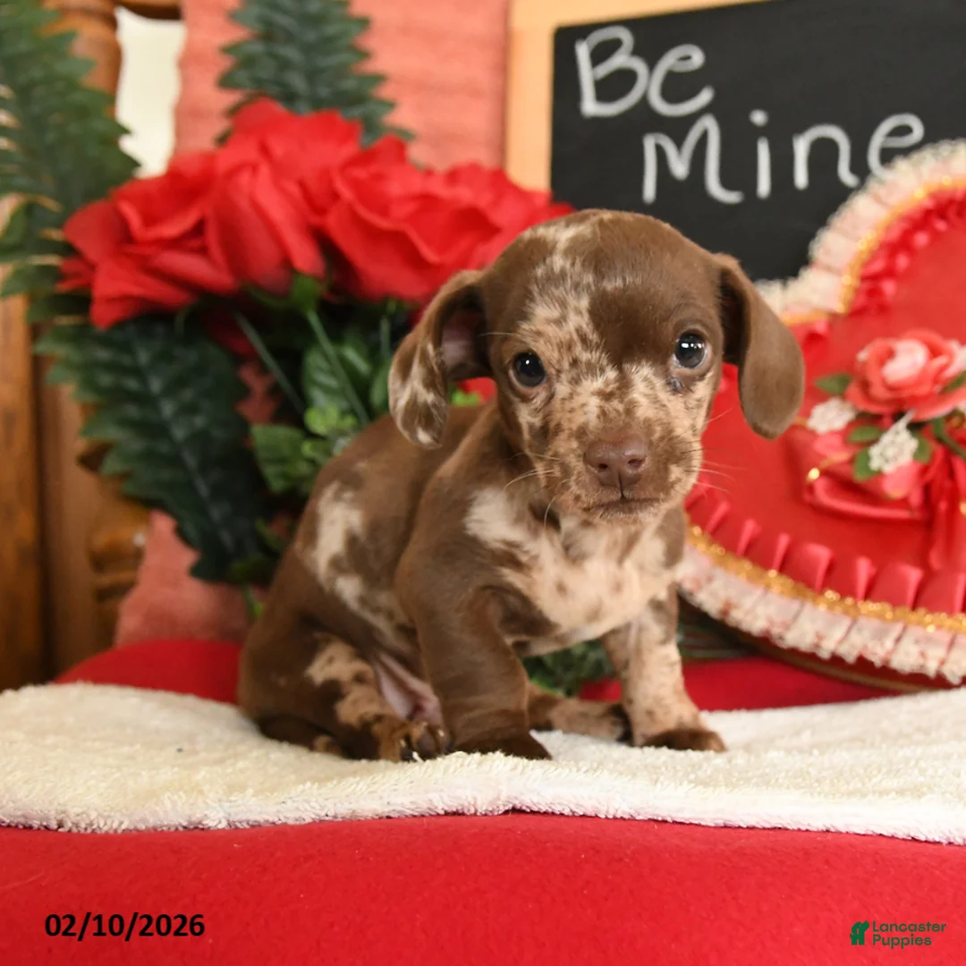 Miniature Dachshund dogs for sale: Oscar - Ad 2
