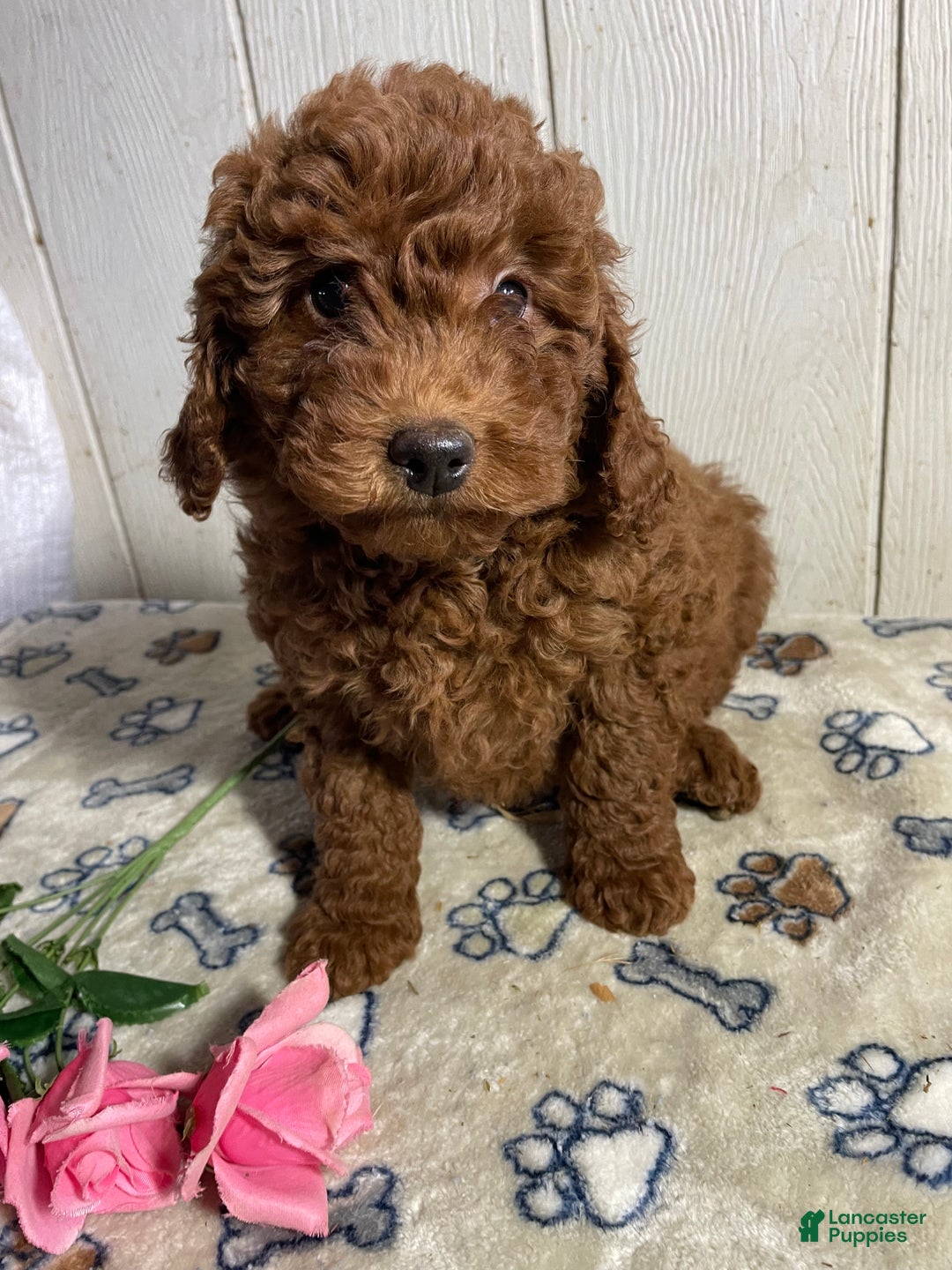 Mini Goldendoodle dogs for sale: Mitzy - Ad 2