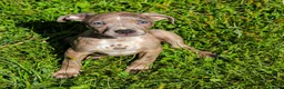 American Bully dogs for sale: Green - Ad 1