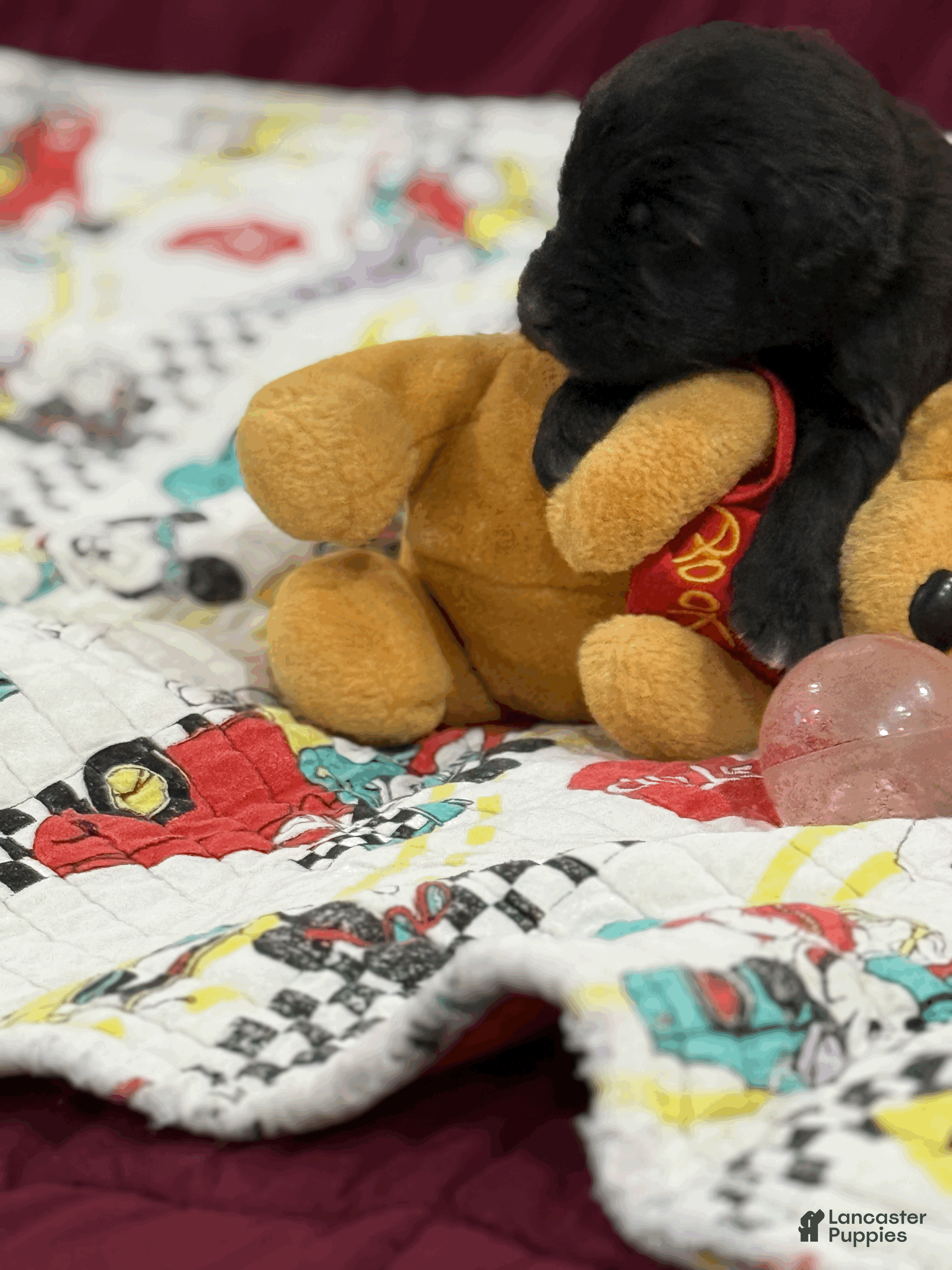 Goldendoodle dogs Black - Ad 2