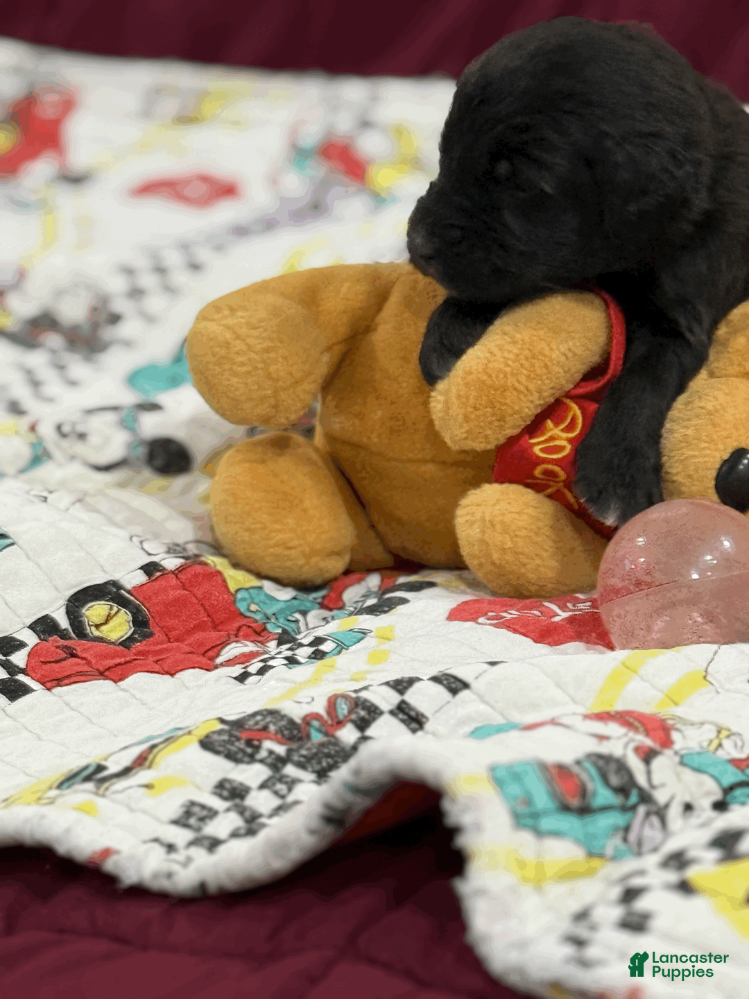 Goldendoodle dogs for sale: Black - Ad 2