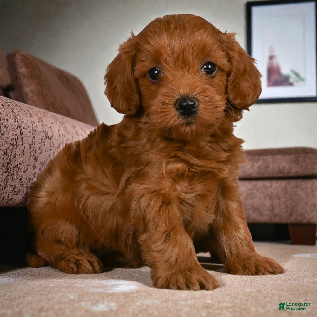 Cavapoo dogs for sale: Juli - Ad 2