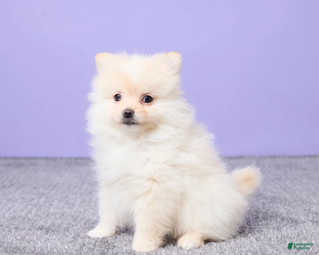 Pomeranian dogs for sale: Wilbur - Ad 2