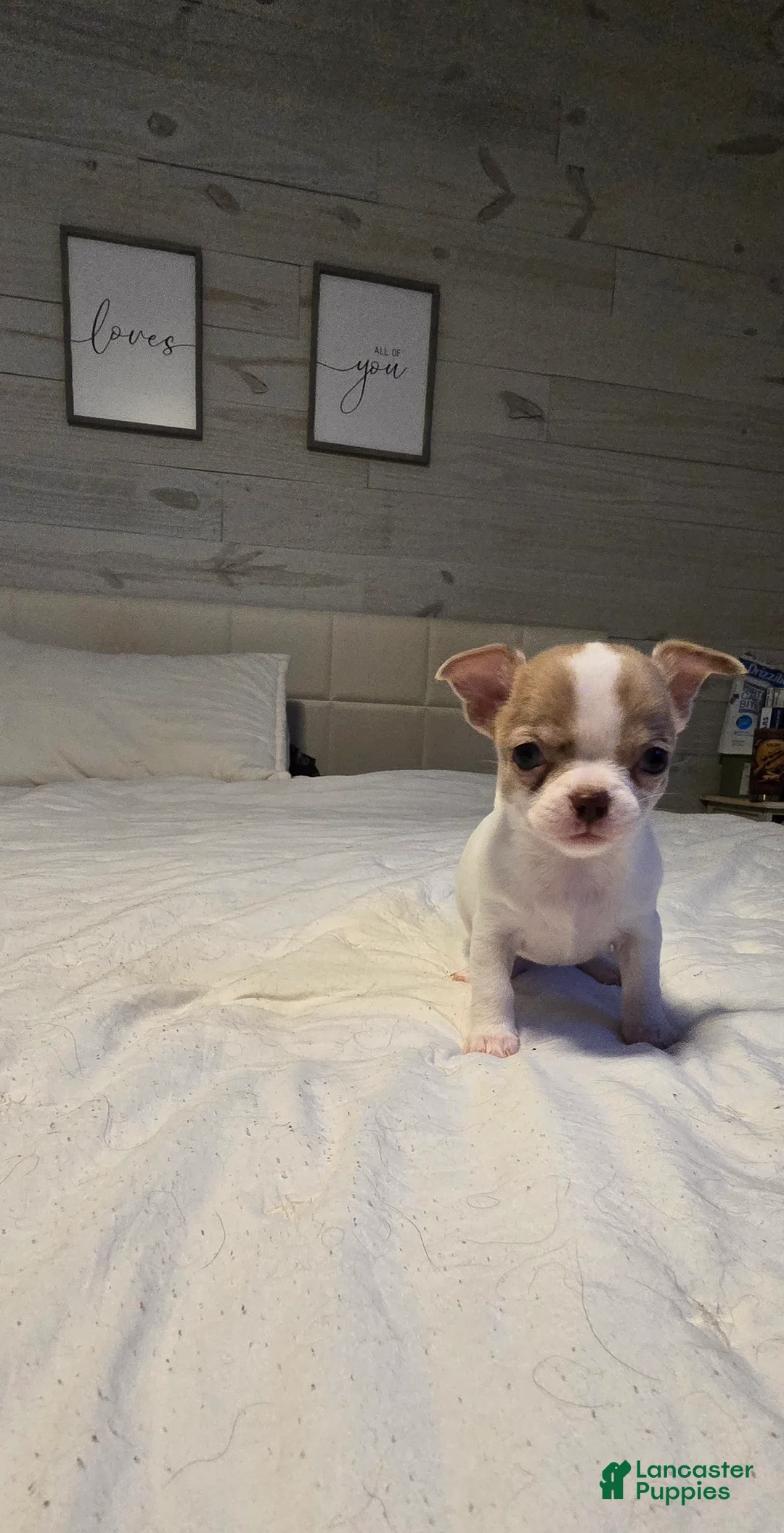 Chihuahua dogs for sale: Bella - Ad 2
