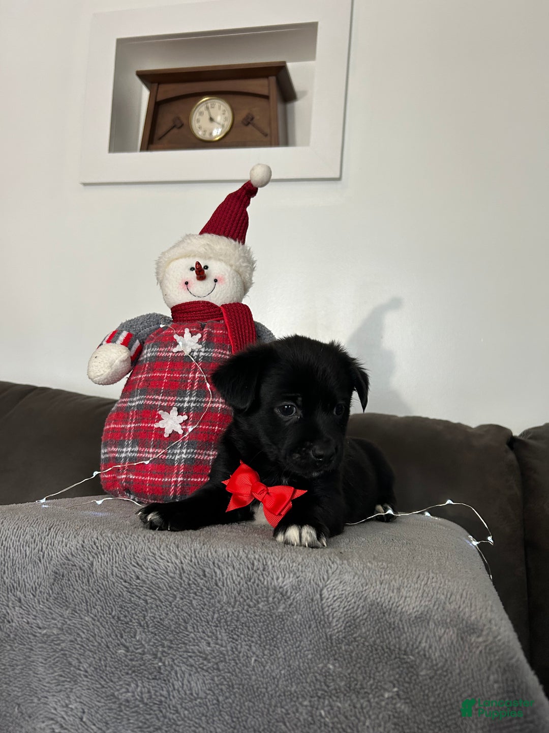 Mixed Breed dogs for sale: Coco - Ad 2