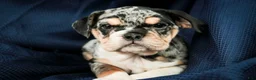 English Bulldog dogs for sale: Glitter - Ad 1