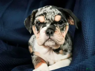 English Bulldog dogs Glitter - Ad 13