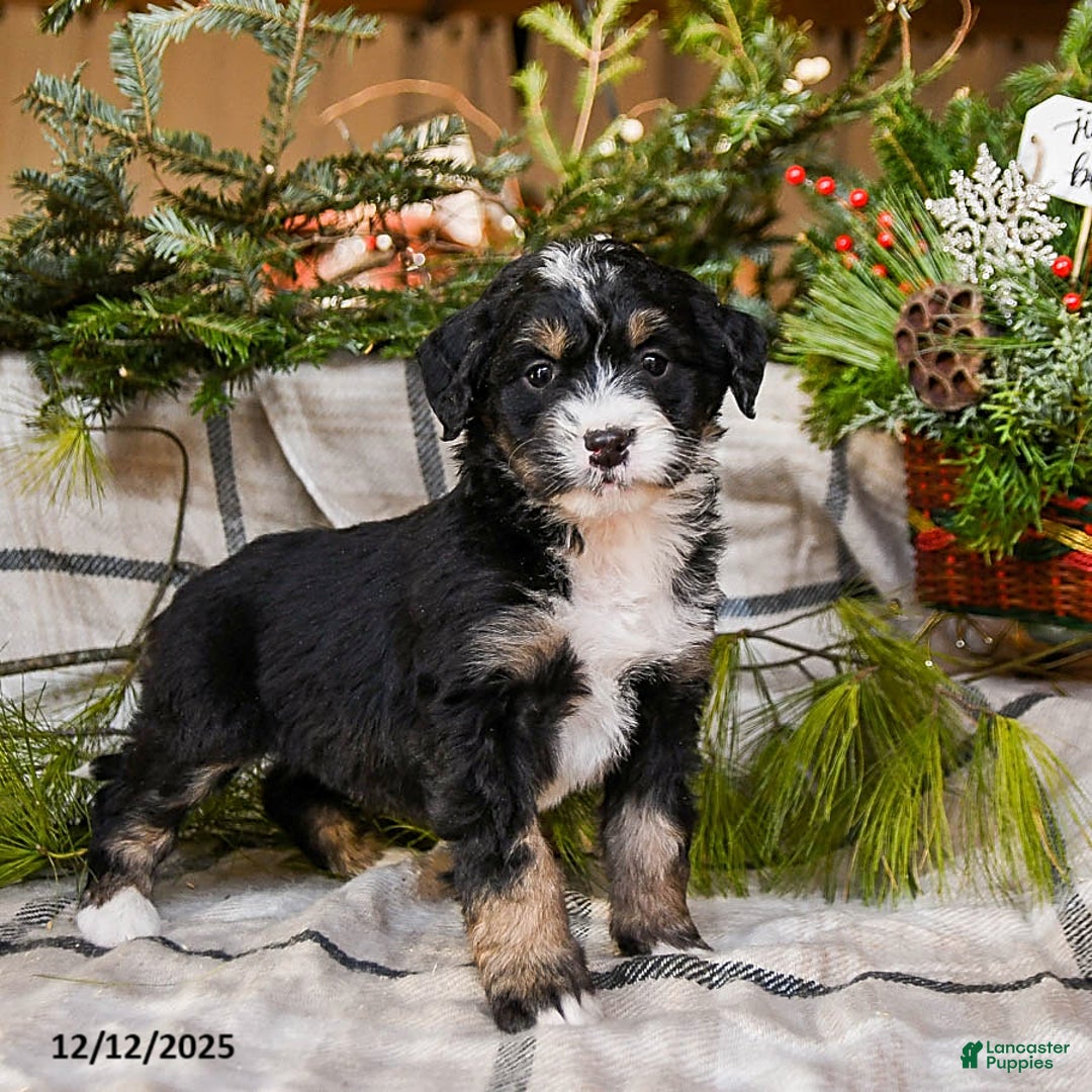 Mini Bernedoodle dogs for sale: Mocha - Ad 4