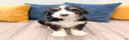 Mini Bernedoodle dogs for sale: Tucker - Ad 7