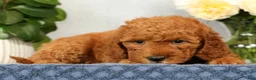 Mini Goldendoodle dogs for sale: Opal - Ad 9
