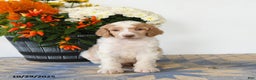 Standard Poodle dogs for sale: Teddy - Ad 3