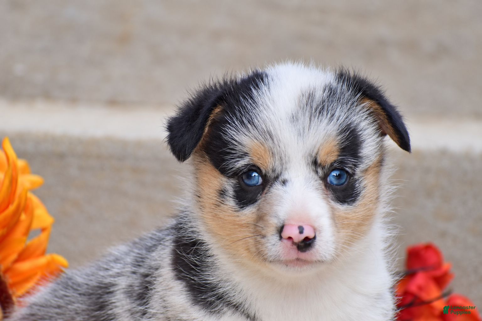Welsh Corgi Pembroke dogs Tiffany - Ad 2