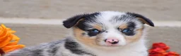 Welsh Corgi Pembroke dogs for sale: Tiffany - Ad 2
