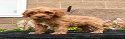 Cavapoo dogs for sale: Vivaldi - Ad 4