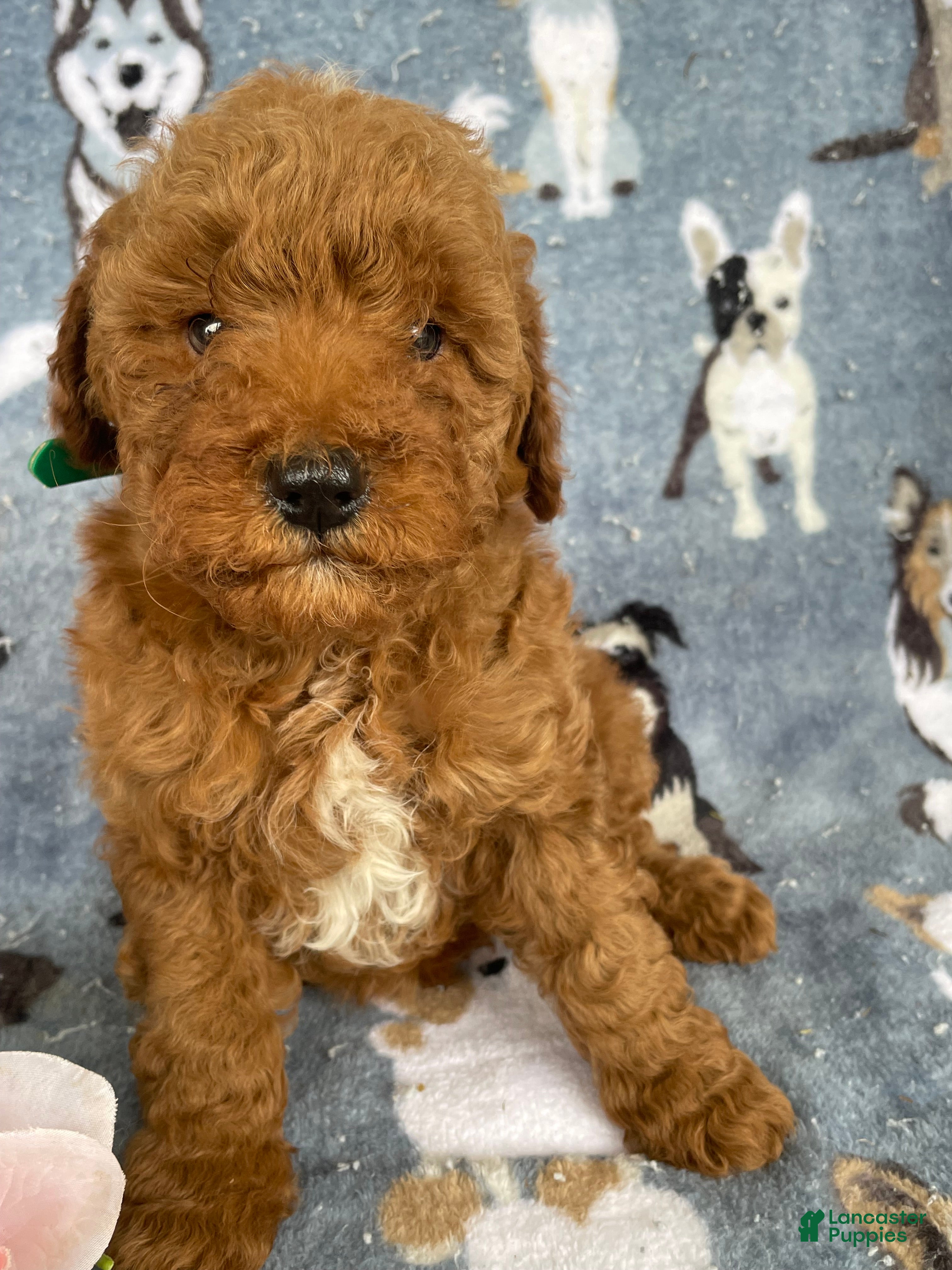 Miniature Poodle dogs Brody - Ad 18