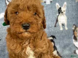 Miniature Poodle dogs Brody - Ad 13