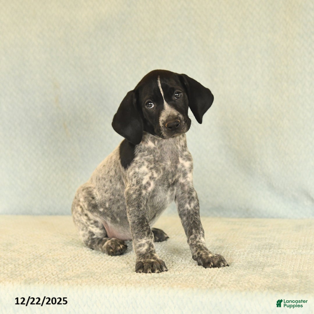 German Shorthaired Pointer dogs for sale: Twila - Ad 2