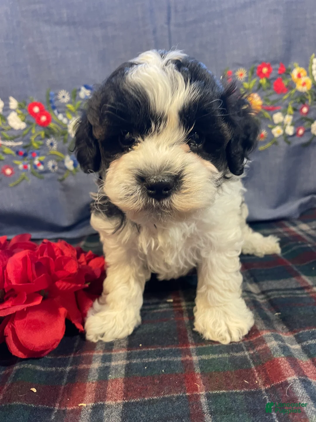 Havapoo dogs for sale: Chip - Ad 2