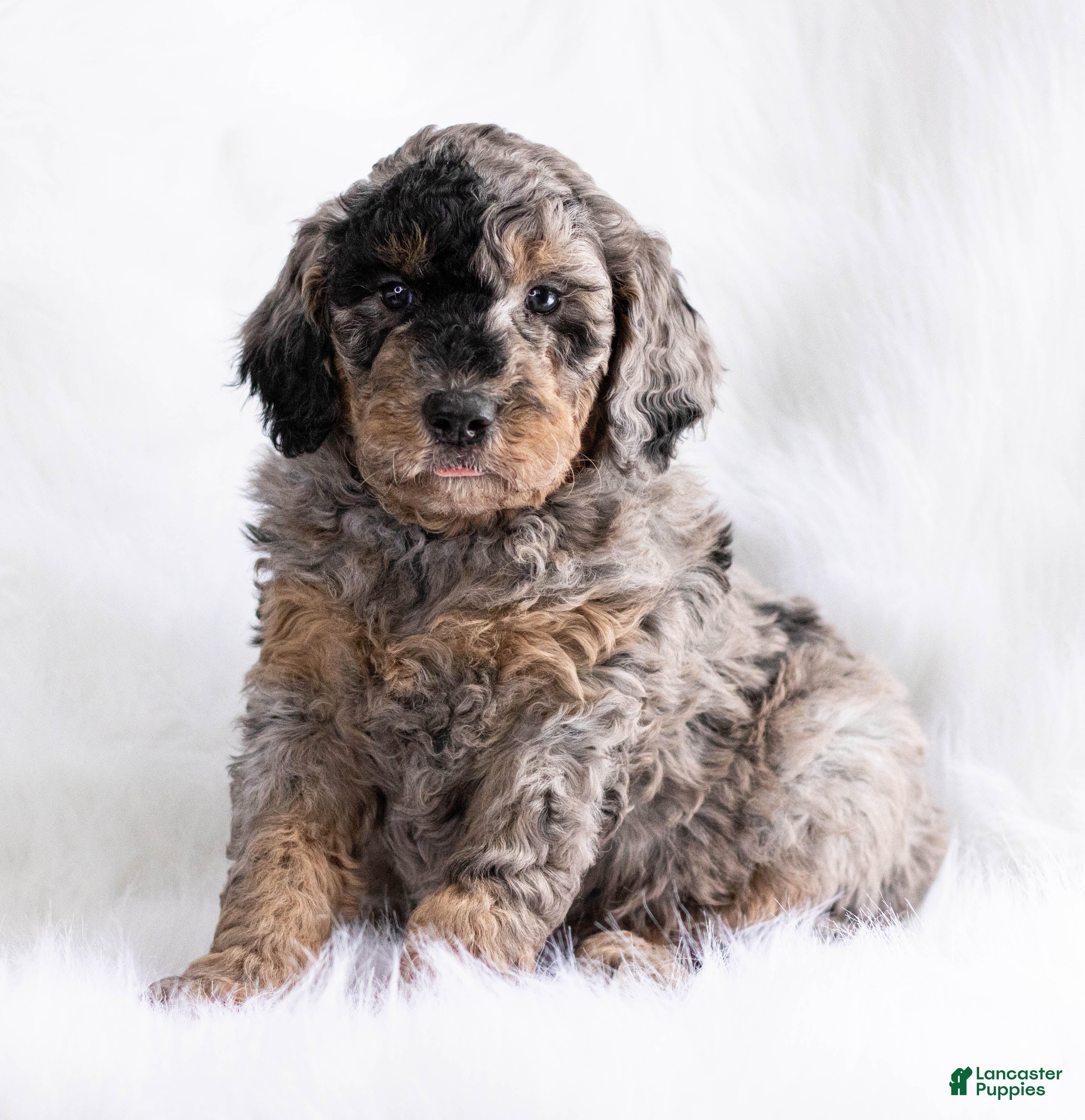 Goldendoodle dogs Romeo - Ad 19