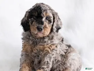 Goldendoodle dogs Romeo - Ad 19