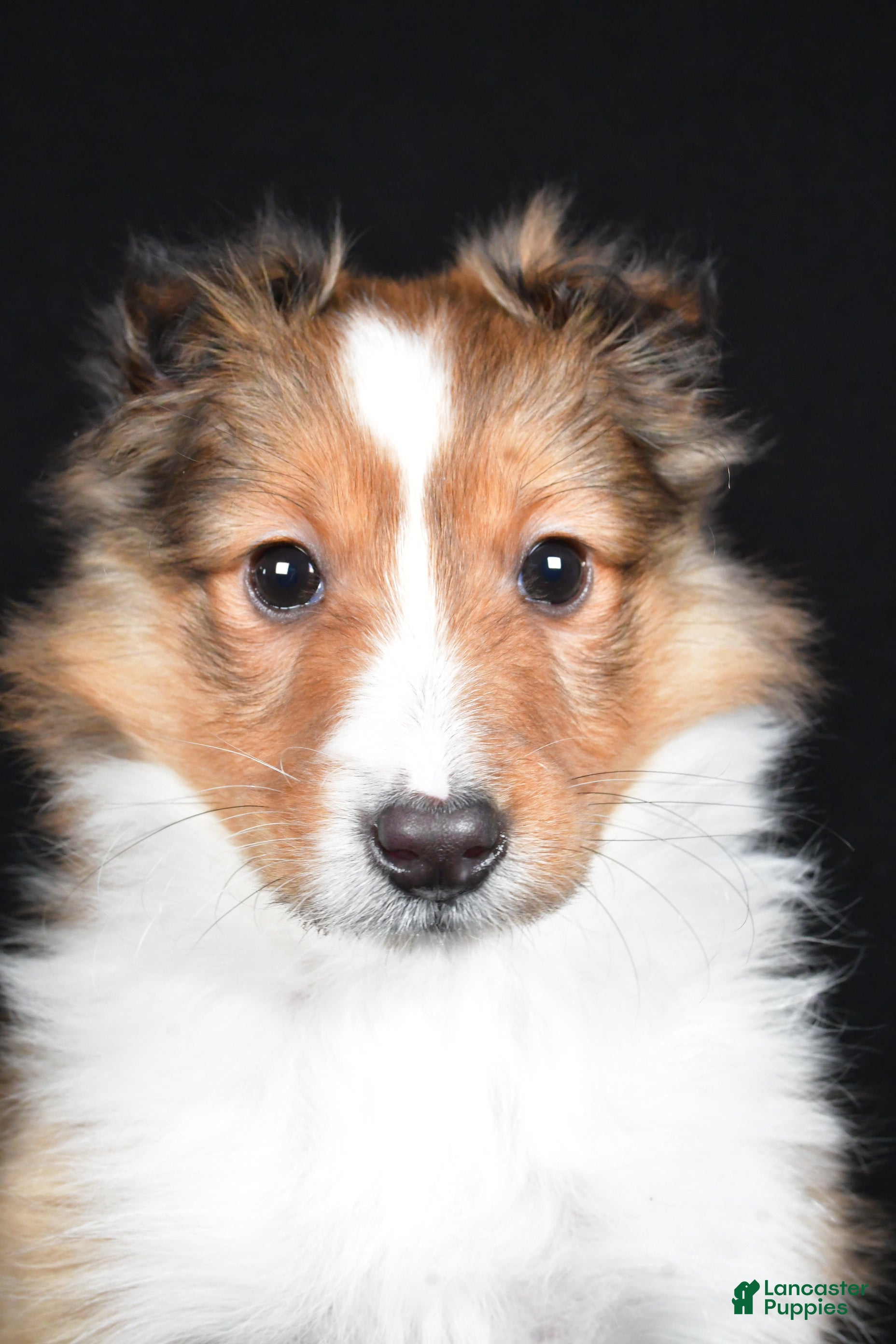 Shetland Sheepdog dogs Macy - Ad 3