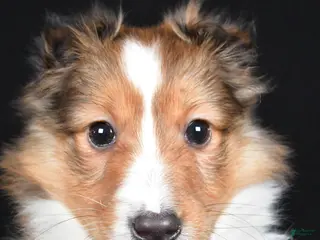 Shetland Sheepdog dogs Macy - Ad 3