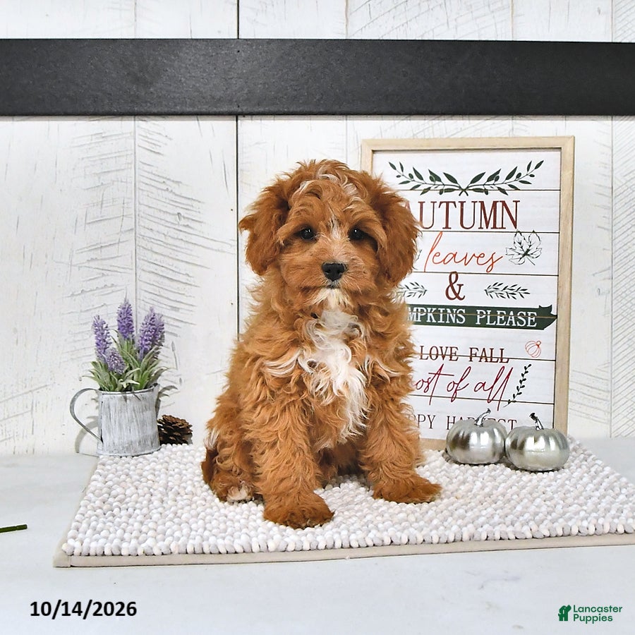 Cavapoo dogs Zachary - Ad 1