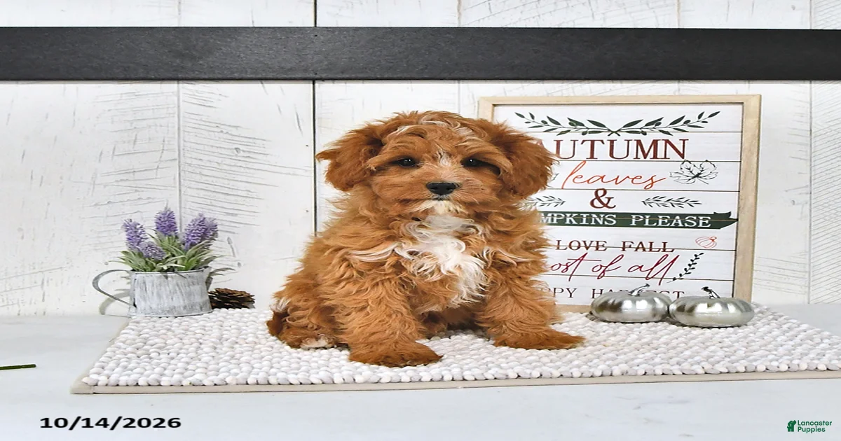 Medium Cavapoo Puppies for sale | Lancaster Puppies