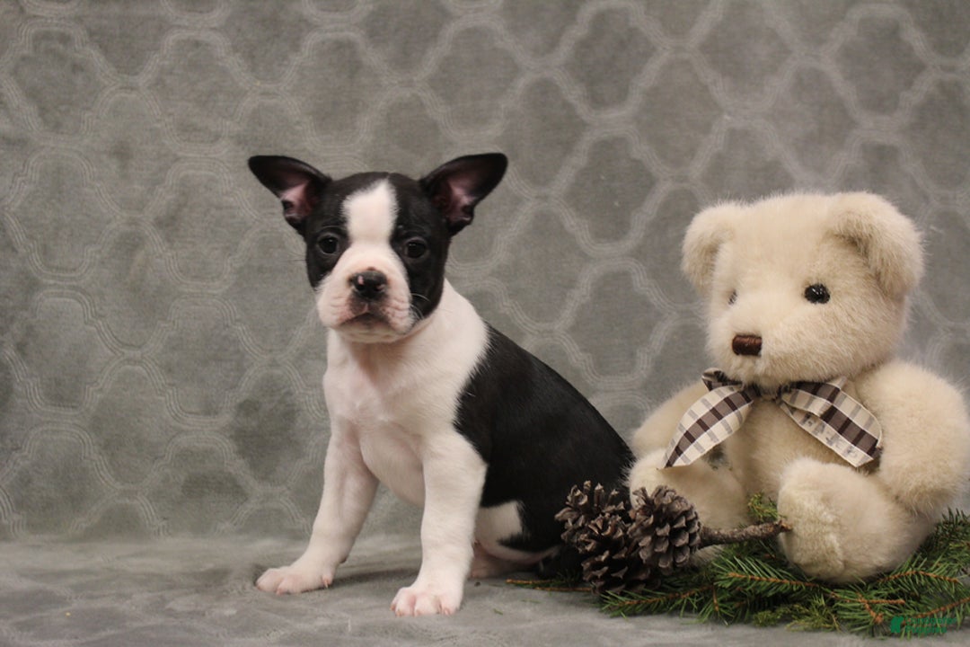 Boston Terrier dogs for sale: Chance - Ad 4