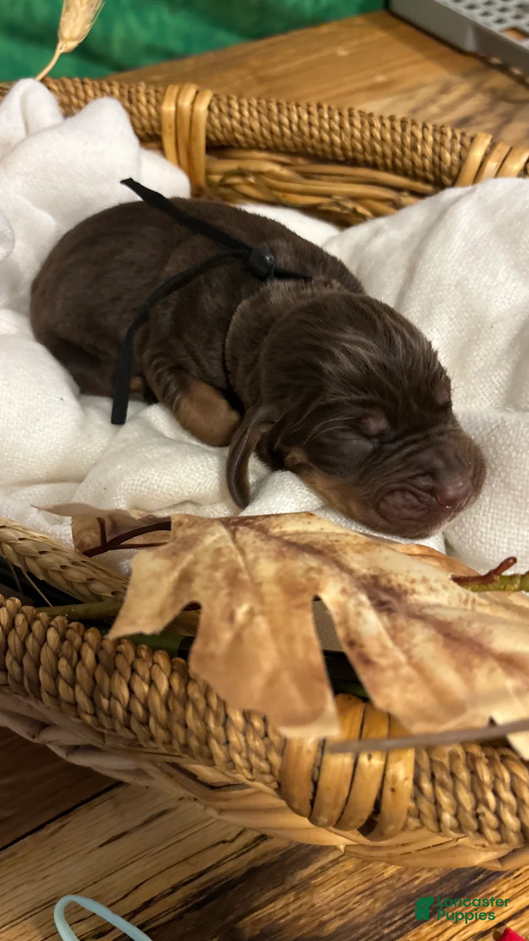 Bloodhound dogs for sale: Black collar male  - Ad 2