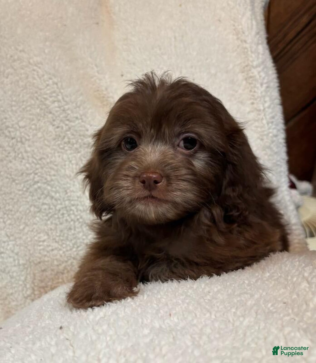 Shih Tzu dogs for sale: Easton - Ad 1