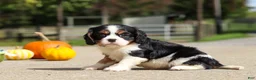 Cavalier King Charles Spaniel dogs for sale: Kaylee - Ad 8