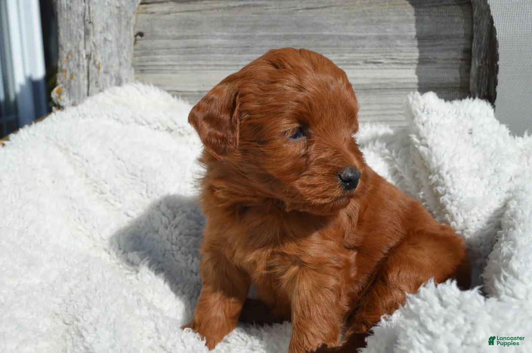 Mini Goldendoodle dogs for sale: Kobe - Ad 4