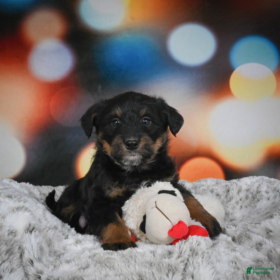 Mixed Breed dogs for sale: Violet - Ad 7