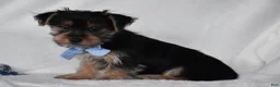 Yorkshire Terrier dogs for sale: Blake - Ad 9