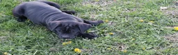 Cane Corso dogs for sale: Betsy - Ad 3